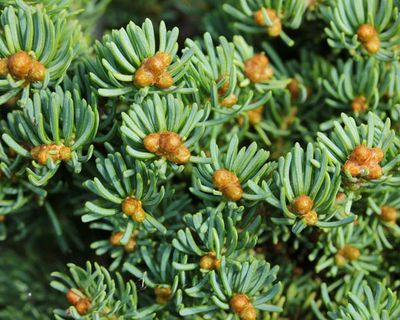Conifer Tree Varieties | Premium Conifer Plants and Shrubs