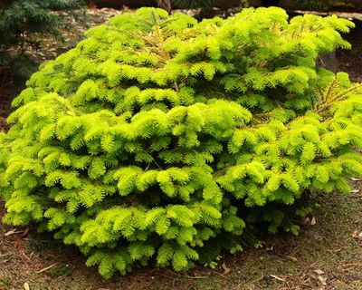 conifers_10