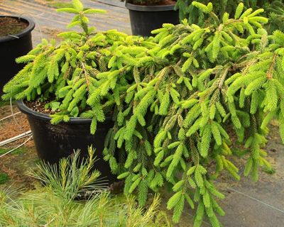 conifers_11
