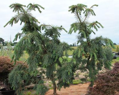 conifers_12