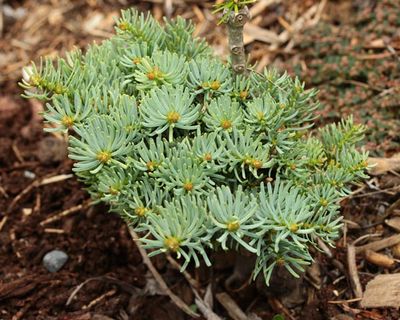 conifers_9