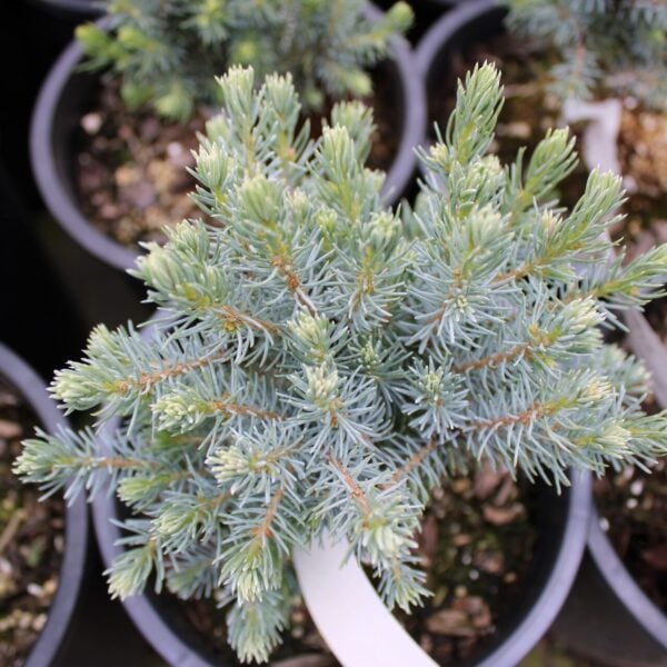 Picea glauca 'Sanders Blue' Alberta Spruce