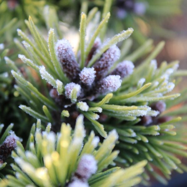Pinus mugo 'Horstmann WB' Mugo Pine