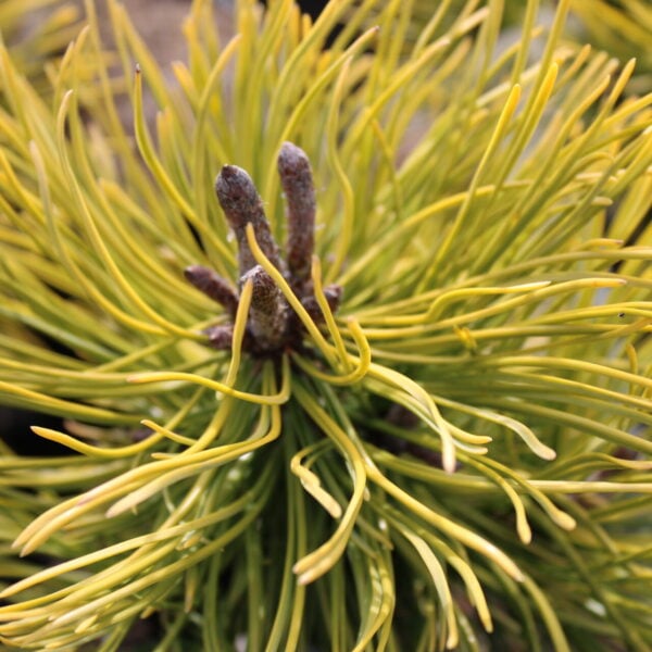 Pinus mugo 'Wintersonne' Mugo Pine