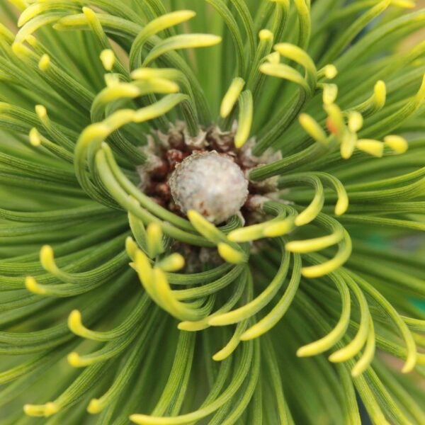 Pinus mugo 'Pal Maleter' Mugo Pine