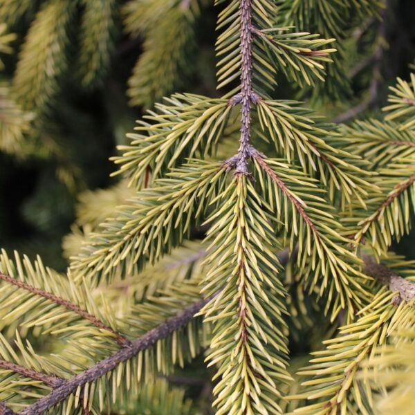 Picea abies 'Tawny Dream' Norway Spruce