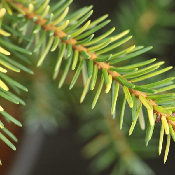 Picea omorika 'Kleks' Serbian Spruce