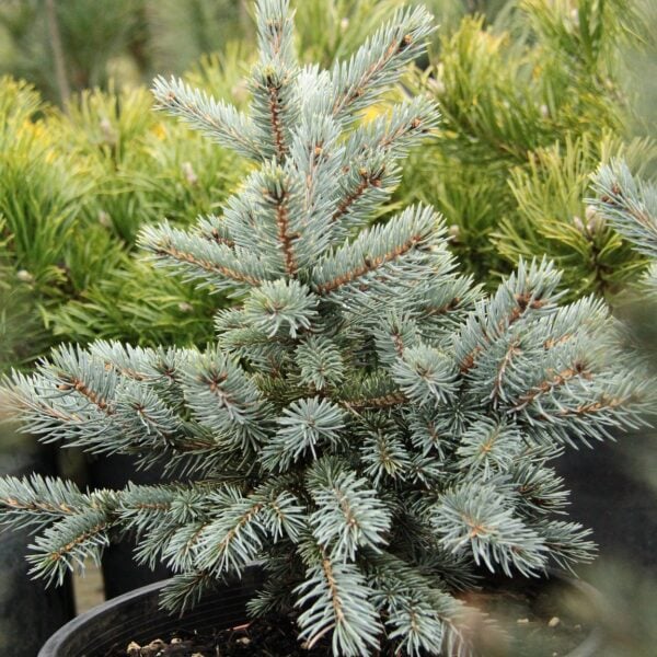 Picea pungens 'Victor' Colorado Spruce