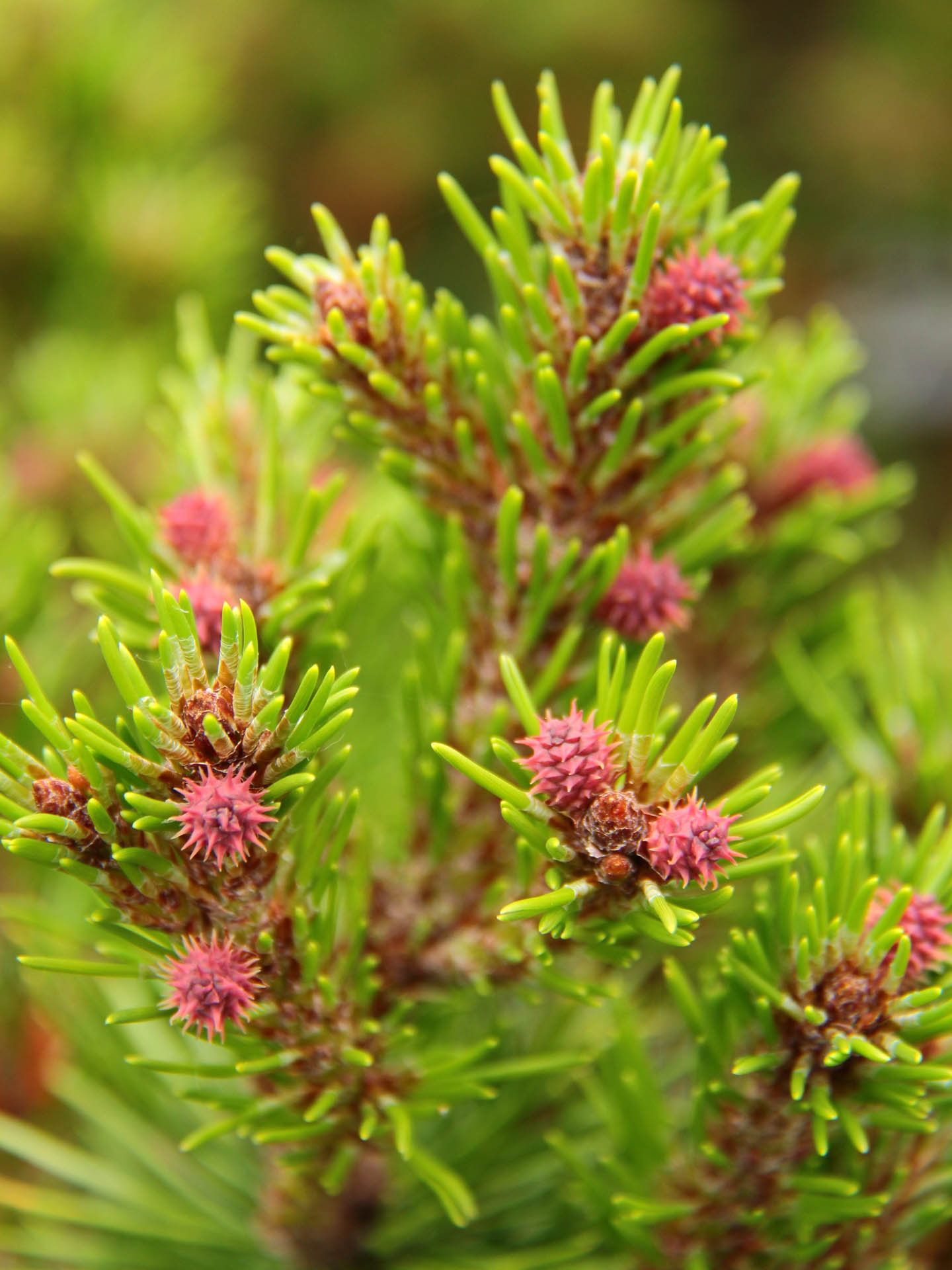 Pinus contorta tiger