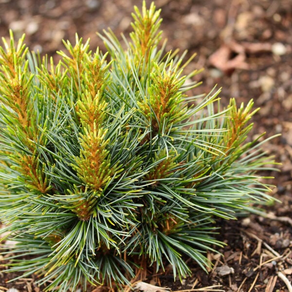 Pinus koraiensis 'Inner Piece' Korean Pine