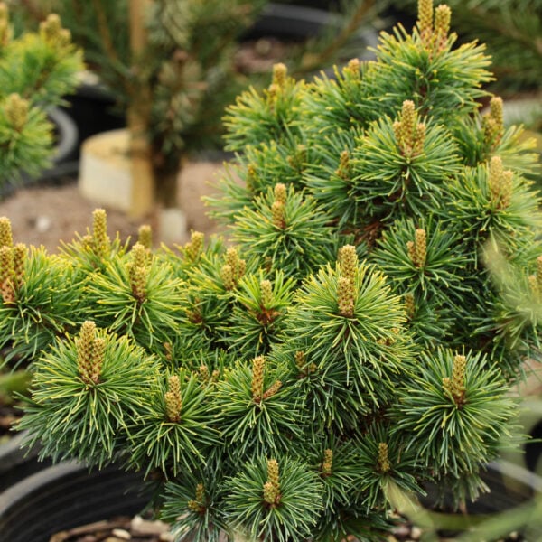 Pinus parviflora 'Nellie' Japanese White Pine