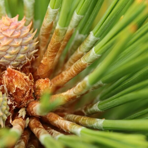 Pinus ponderosa 'The Sphinx' Ponderosa Pine