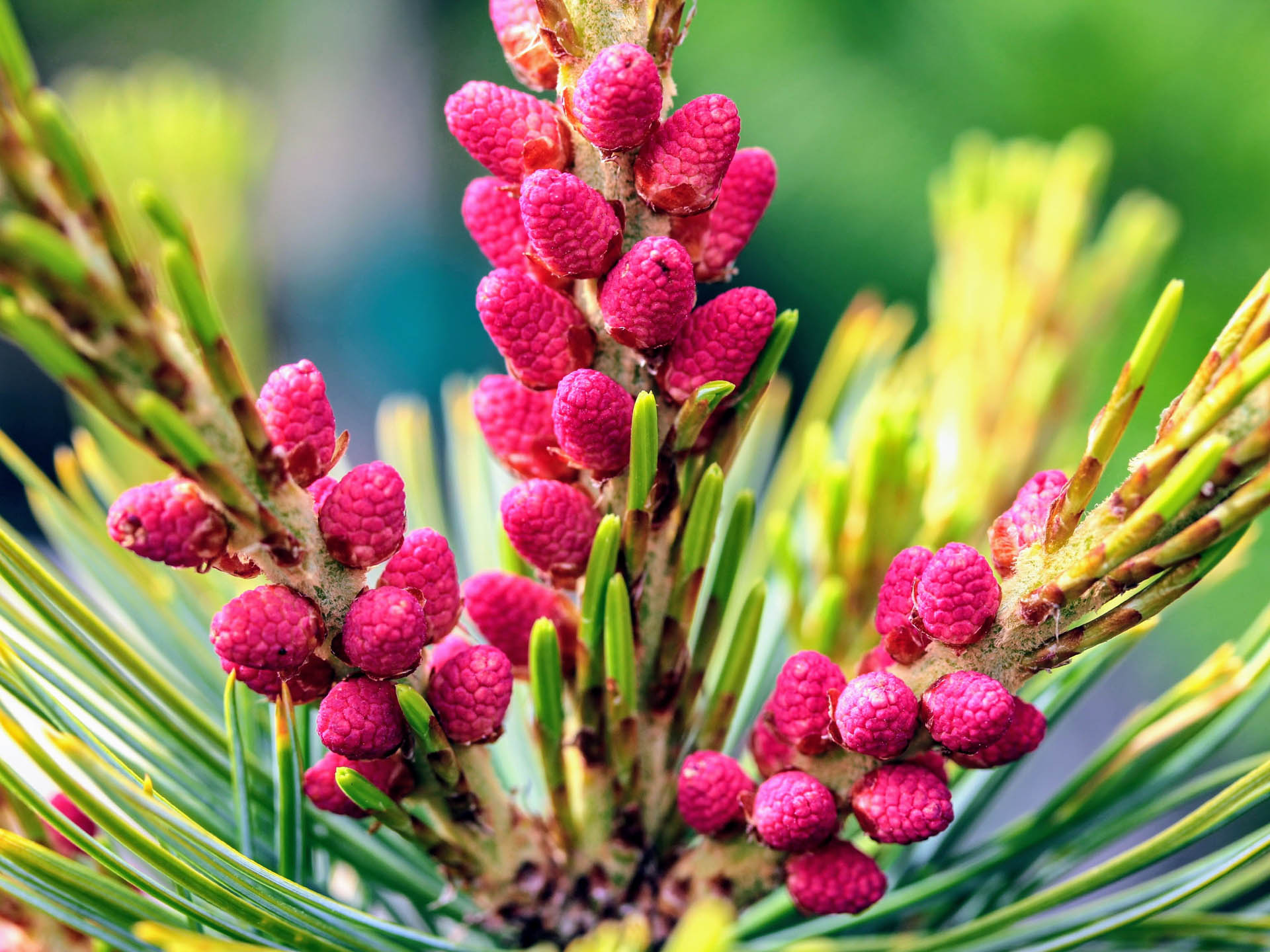 Pinus pumila Blue Lamp Pine evergreen conifer green needles red pollen cones