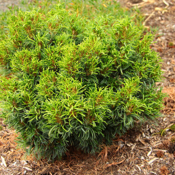 Pinus strobus 'Green Twist' Eastern White Pine