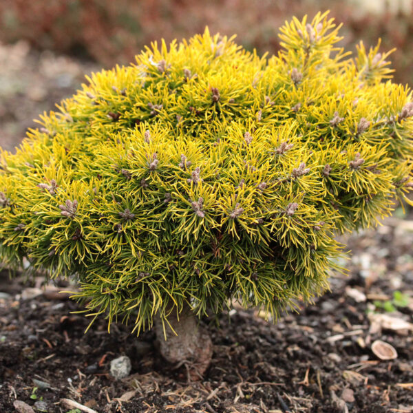 Pinus sylvestris 'Yellow Wola' Scots Pine