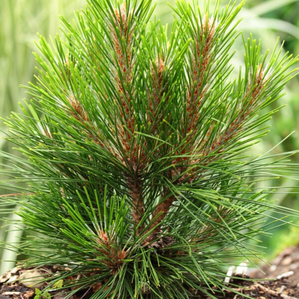 Pinus tabuliformis 'Jiuzhaigou Valley' Chinese Red Pine