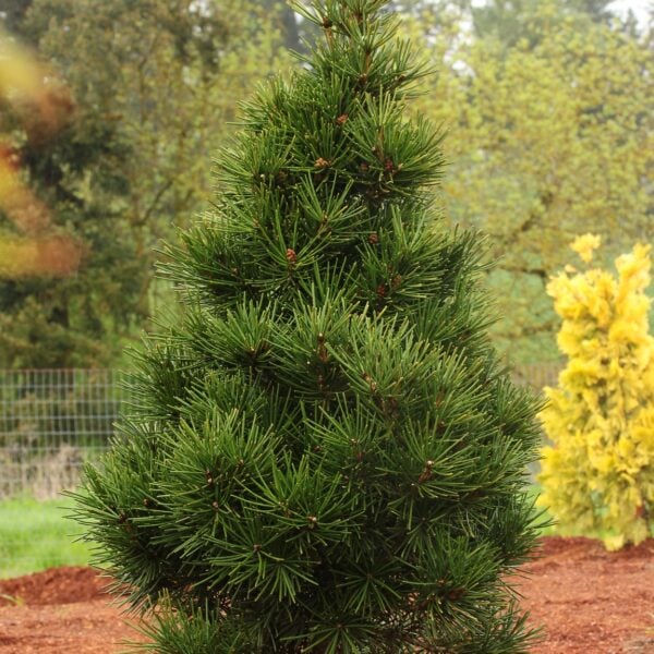 Sciadopitys verticillata 'Picola' Japanese Umbrella Pine