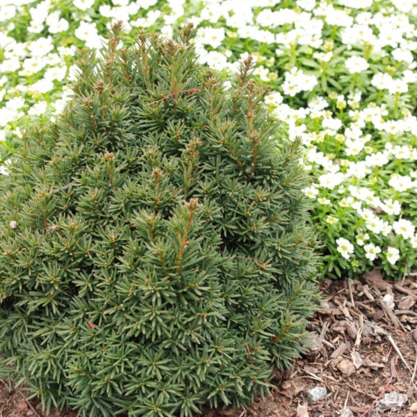 Taxus baccata 'Green Diamond' English Yew