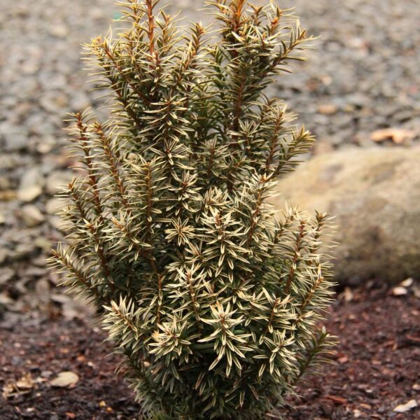 Taxus baccata 'White Pillar' English Yew