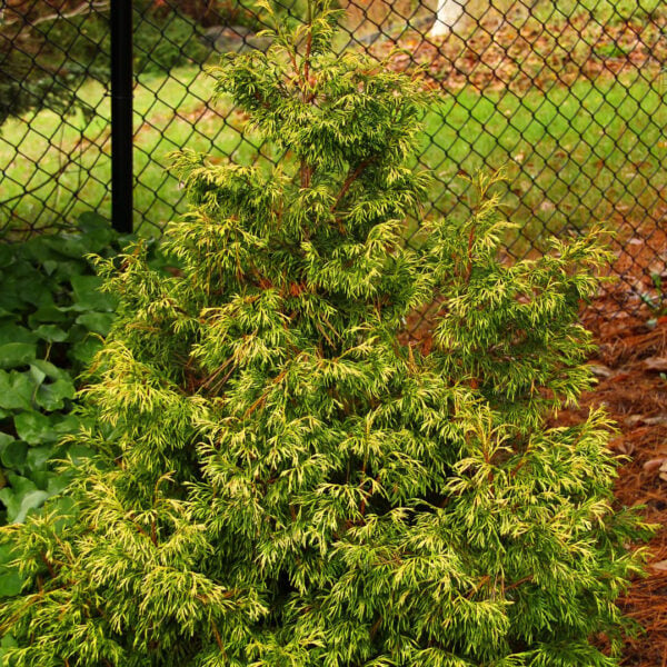 Thuja plicata 'Cuprea' Western Red Cedar
