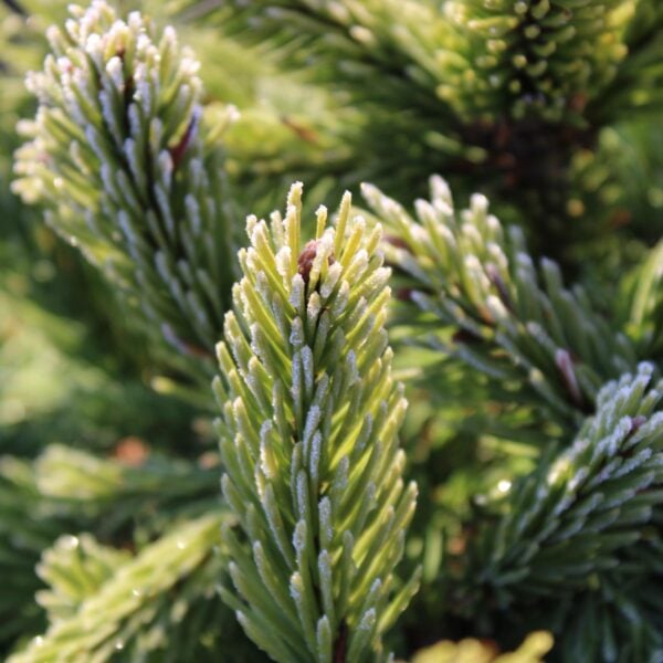 Picea abies 'Millstream Broom' White Spruce