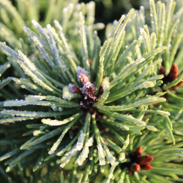 Pinus sylvestris 'Doone Valley' Scots Pine