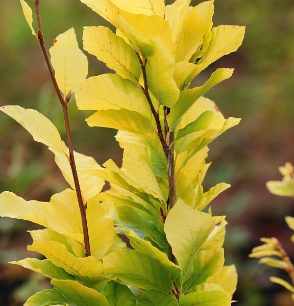 Fagus sylvatica 'Dawyck Gold' European Beech