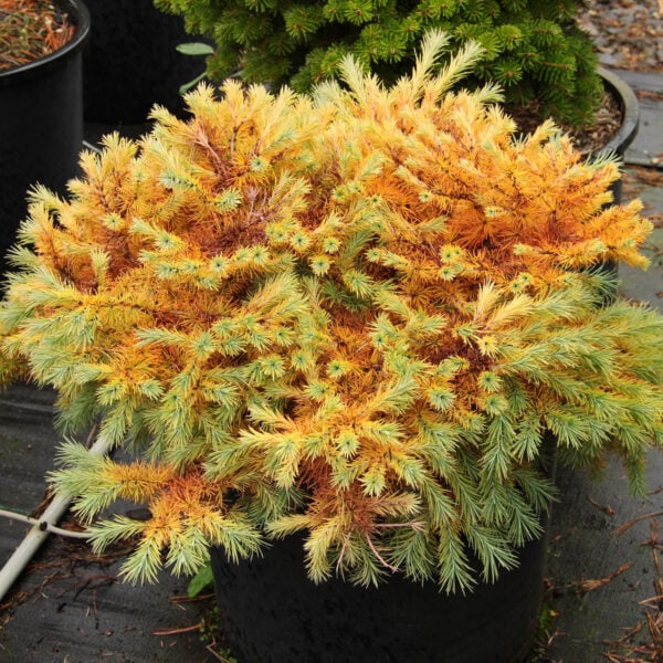 Larix kaempferi 'Peve Tunnis' Japanese Larch