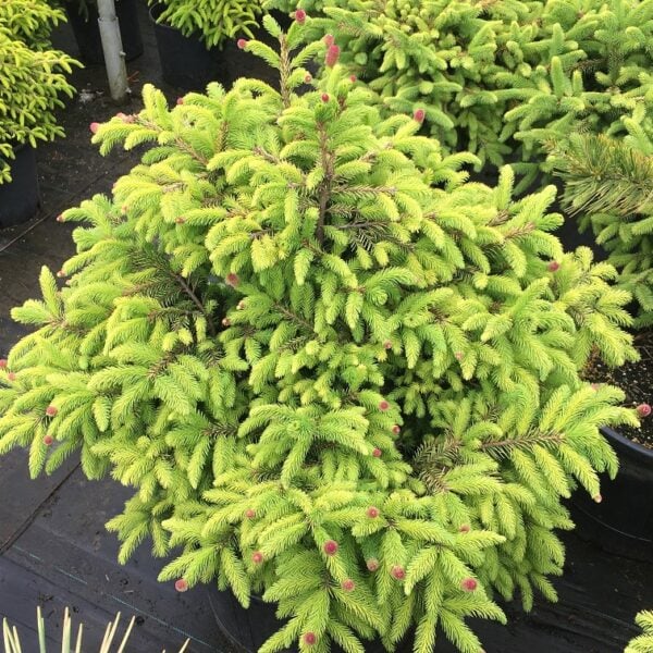 Picea abies 'Dazzler' Norway Spruce