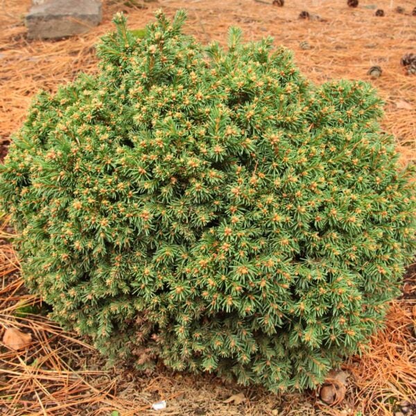 Picea abies 'Dumpy' Norway Spruce