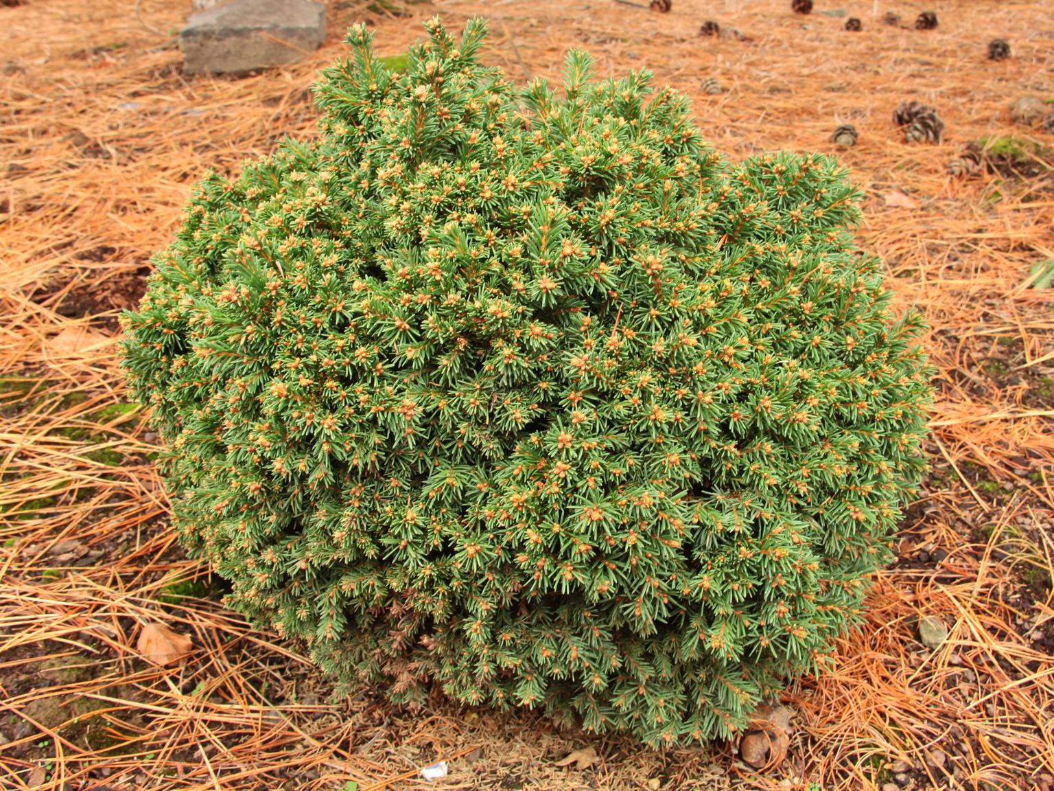 Picea abies 'Dumpy'