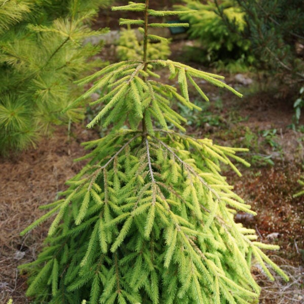 Picea abies 'Lemon Joy'  Norway Spruce