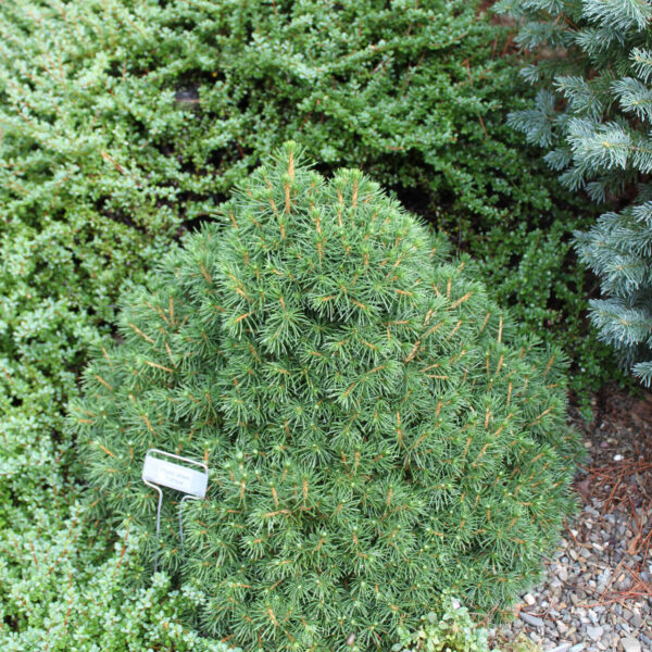 Picea abies ‘Tompa’