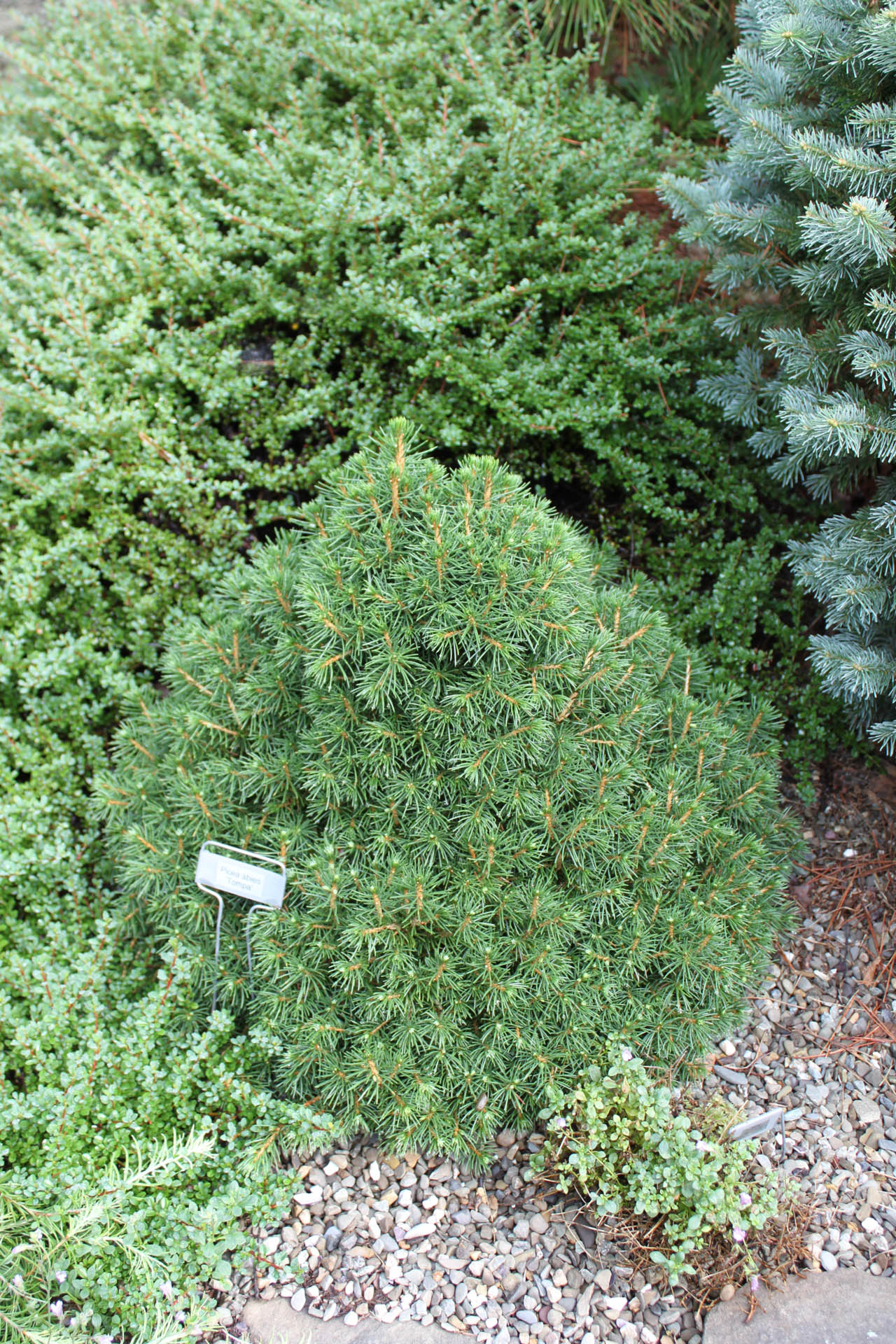 Picea abies ‘Tompa’