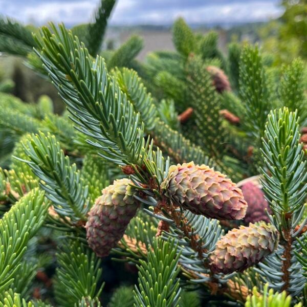 Picea jezoensis 'Howell's Dwarf' Yezo Spruce