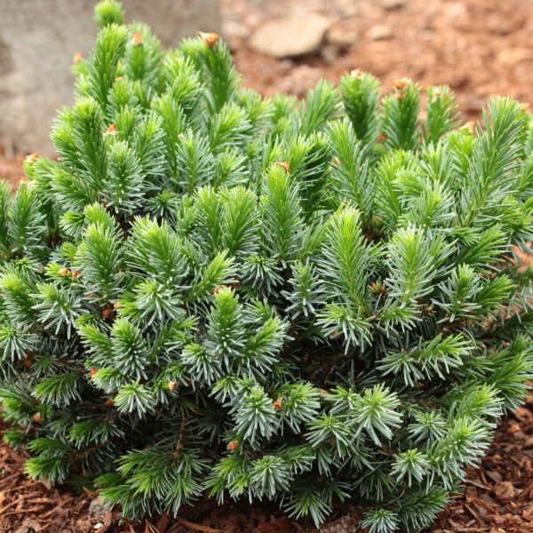 Picea omorika 'Berliner's Weeping WB' Serbian Spruce