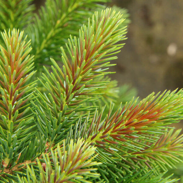 Picea omorika 'Roter Austrieb' Serbian Spruce