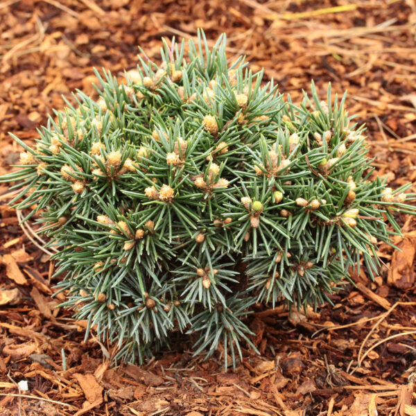 Picea pungens 'Brynek' Colorado Spruce