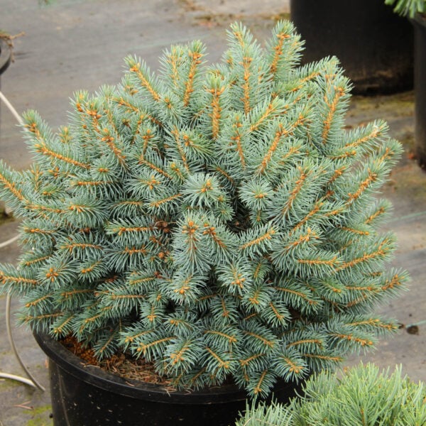 Picea pungens 'Kutchebo' Colorado Spruce