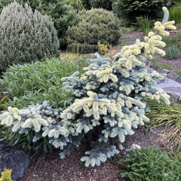 Picea pungens 'Niemetz' Colorado Spruce