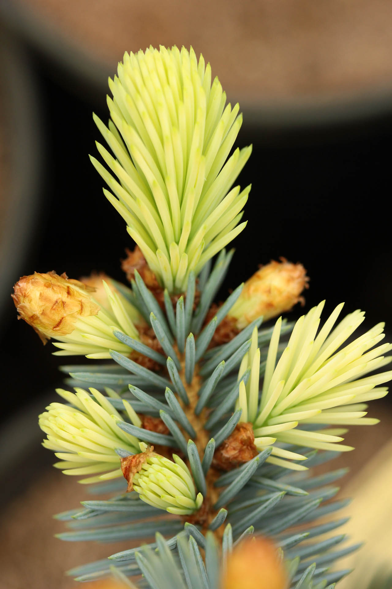 Picea pungens ‘Niemetz’