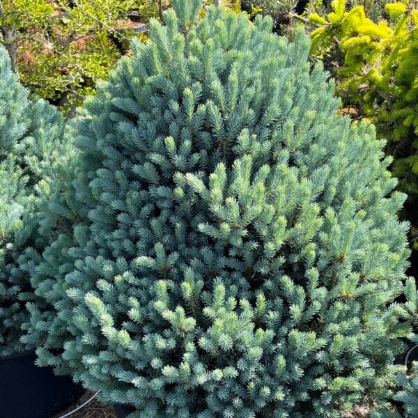 Picea pungens 'Scottie' Colorado Spruce