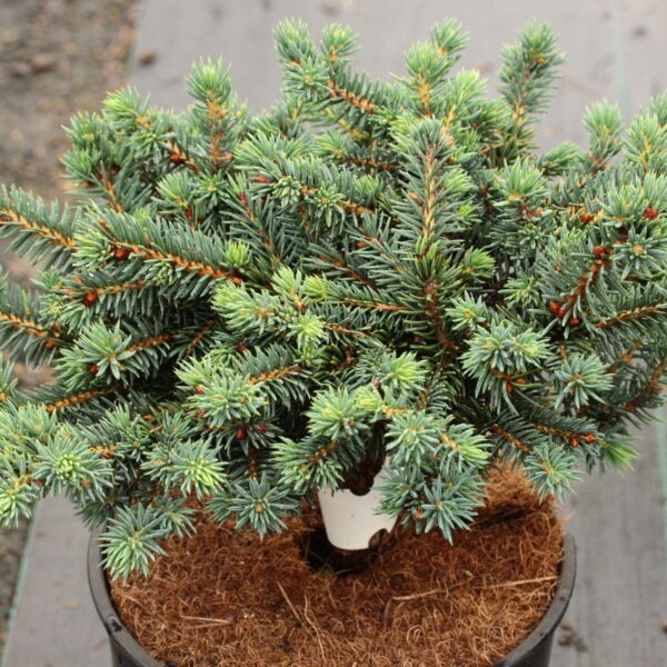 Picea pungens 'Waldbrunn' Colorado Spruce