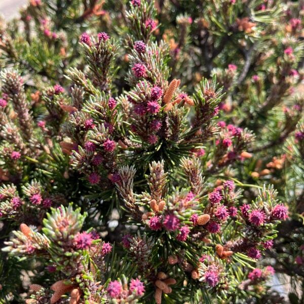Pinus contorta 'Tiger' Shore Pine