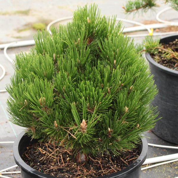 Pinus heldreichii (leucodermis) 'Banderica' Bosnian Pine