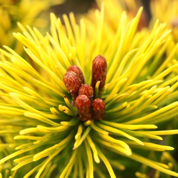Pinus mugo 'Bierun' Mugo Pine