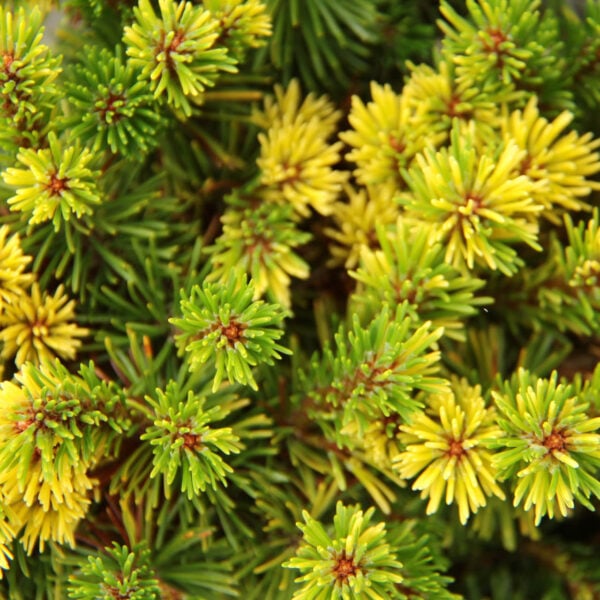 Pinus mugo 'Gerringong' Mugo Pine