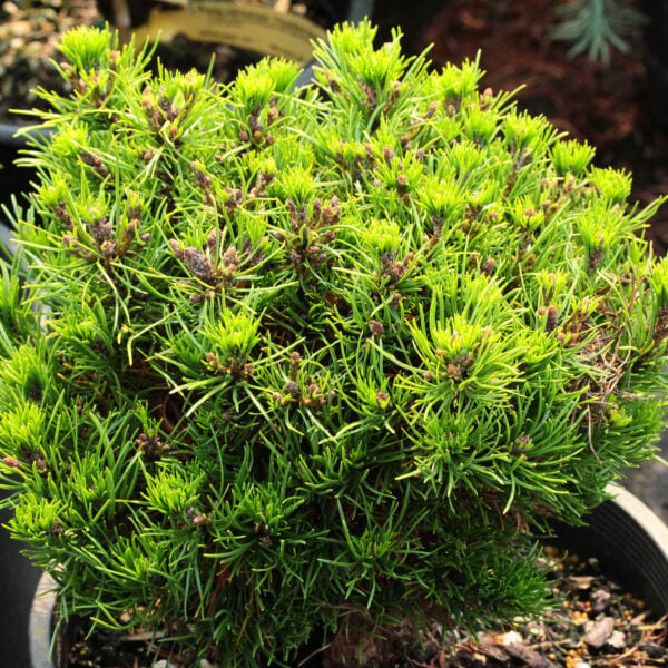 Pinus mugo 'Michall' Mugo Pine