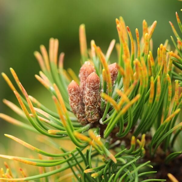 Pinus mugo 'Orange Sun' Mugo Pine