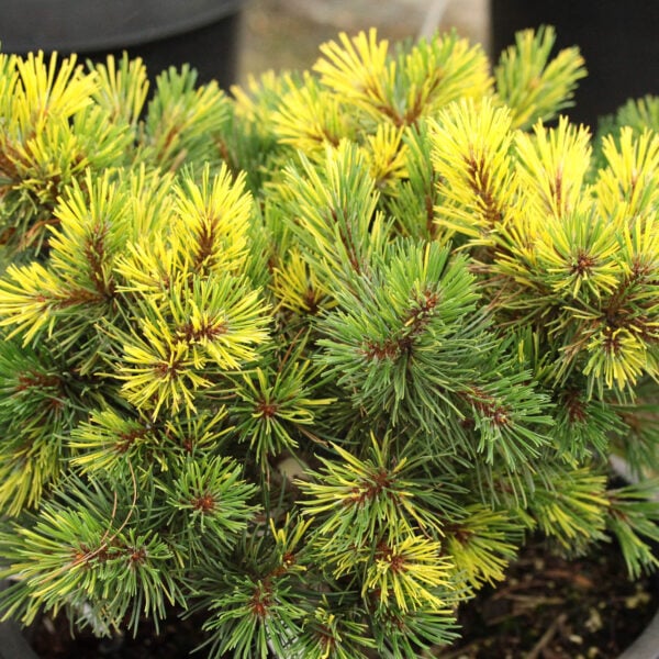 Pinus mugo 'Walaszczyk' Mugo Pine